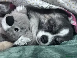 Chihuahua dogs Wolfsable long haired chihuahua for stud - Advert 15