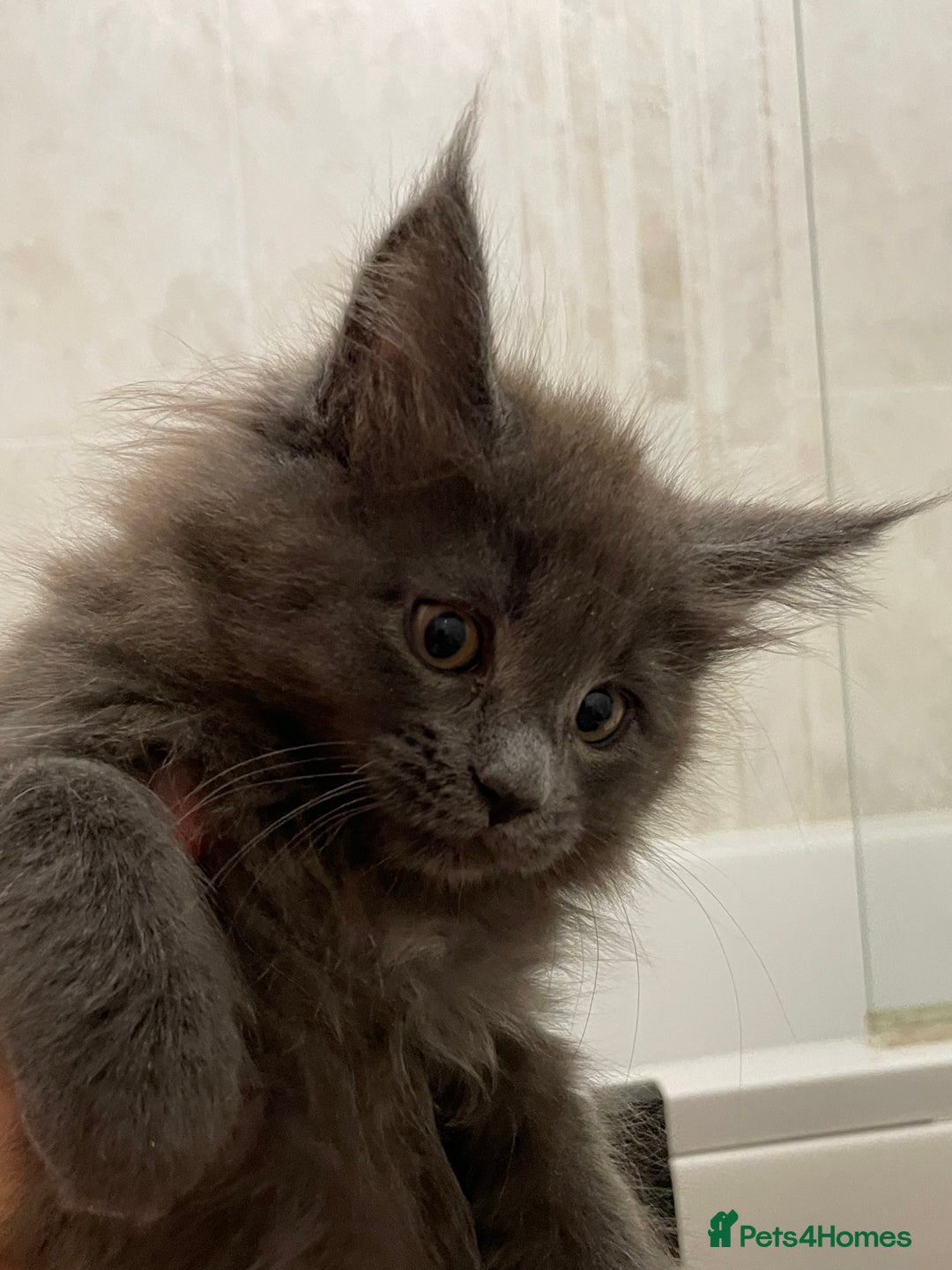 Maine Coon cats for sale: Maine coon GCCF registered  - Advert 5