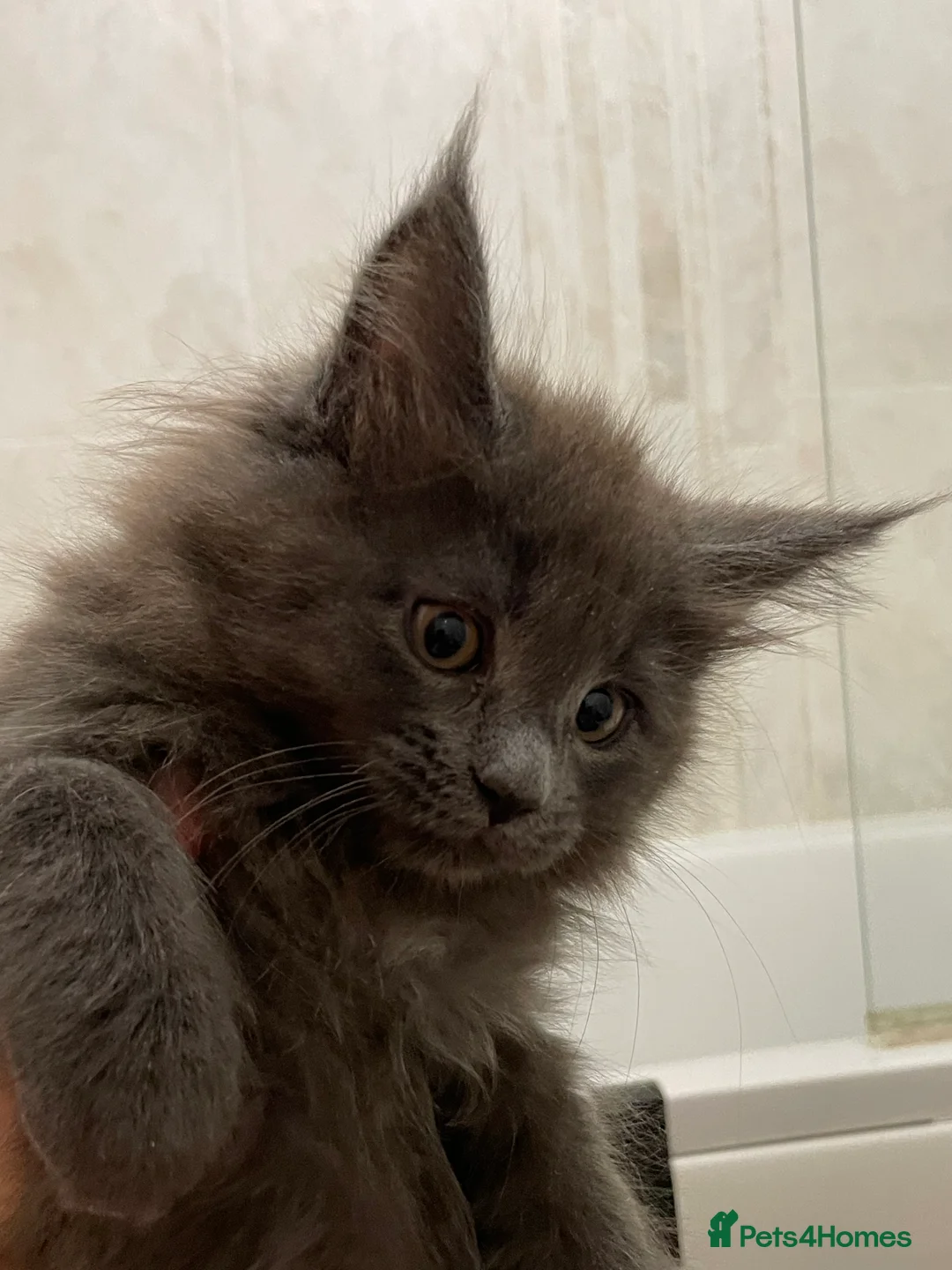 Maine Coon cats for sale: Maine coon GCCF registered  - Advert 5