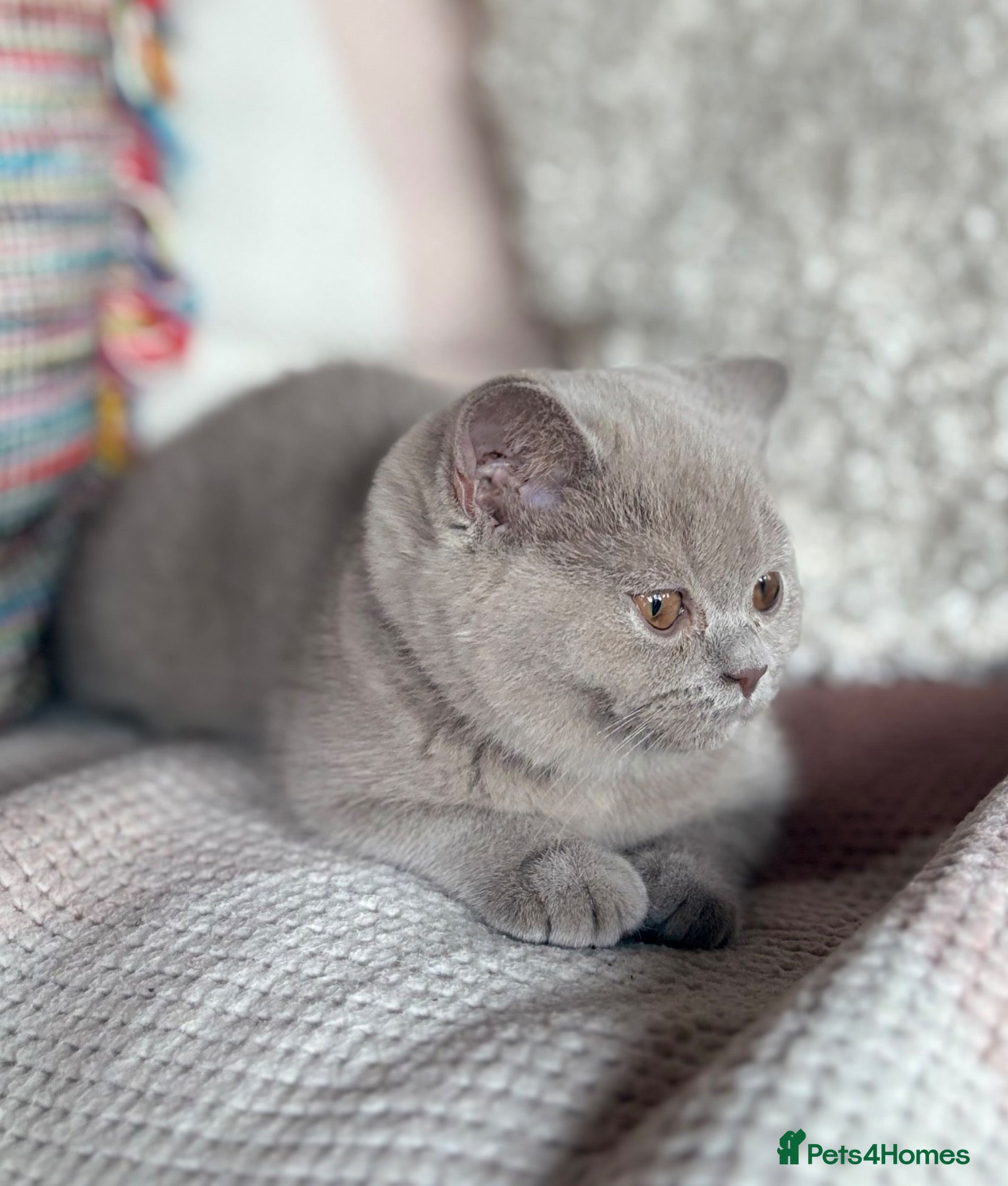 British Shorthair cats British Shorthair Lilac  - Advert 1