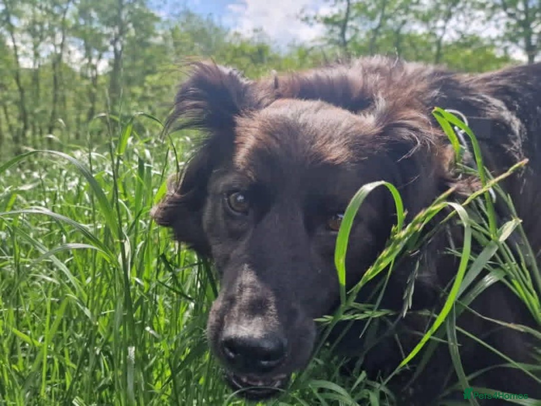 Mixed Breed dogs for adoption: Meet Ranger, currently residing in Lancashire  - Image 7