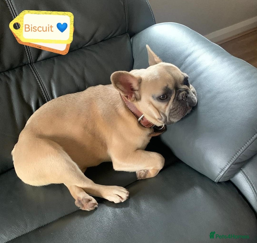 French Bulldog dogs for adoption: 💙 BISCUIT -sweet  11 months boy(neutered)💙 - Image 2