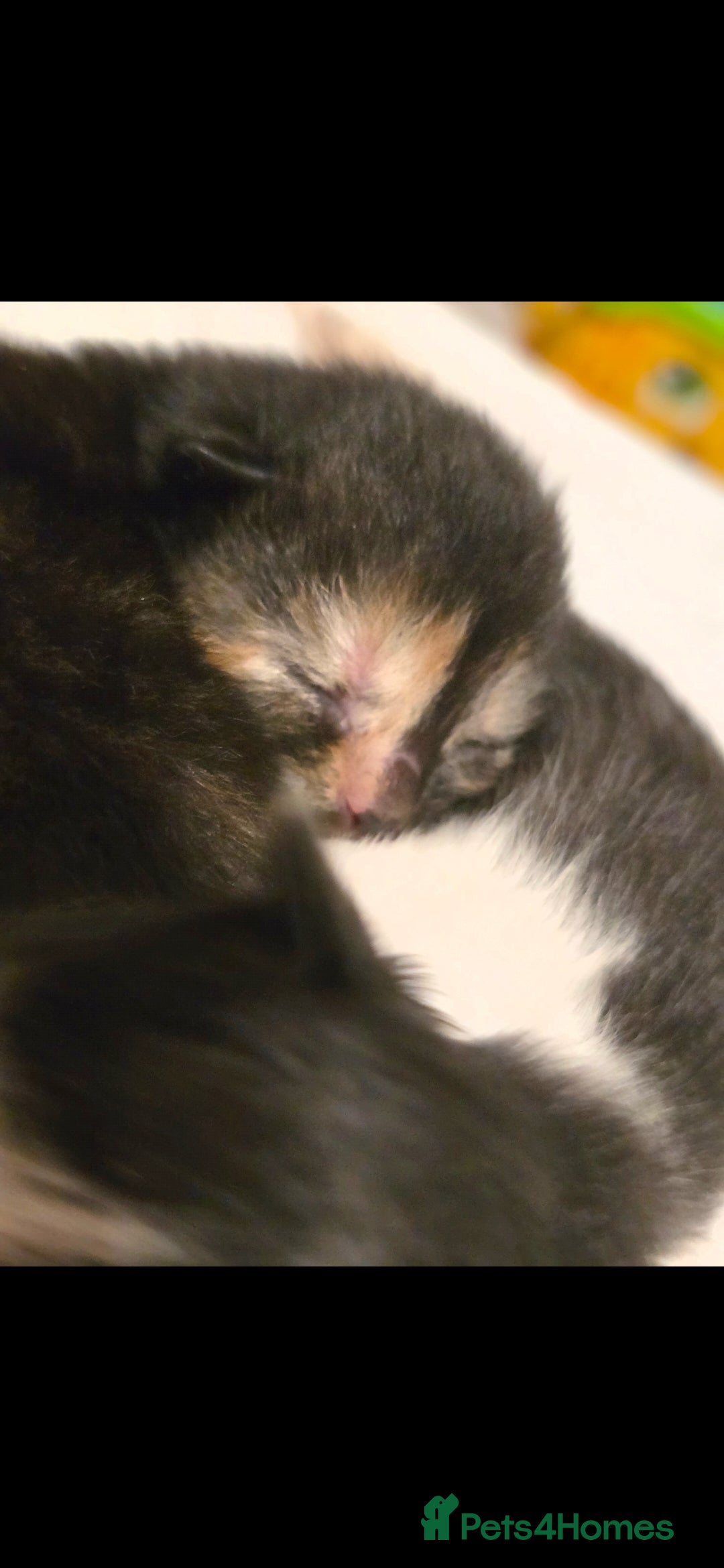 Mixed Breed cats for sale: Two kittens ready 28th december  - Advert 4