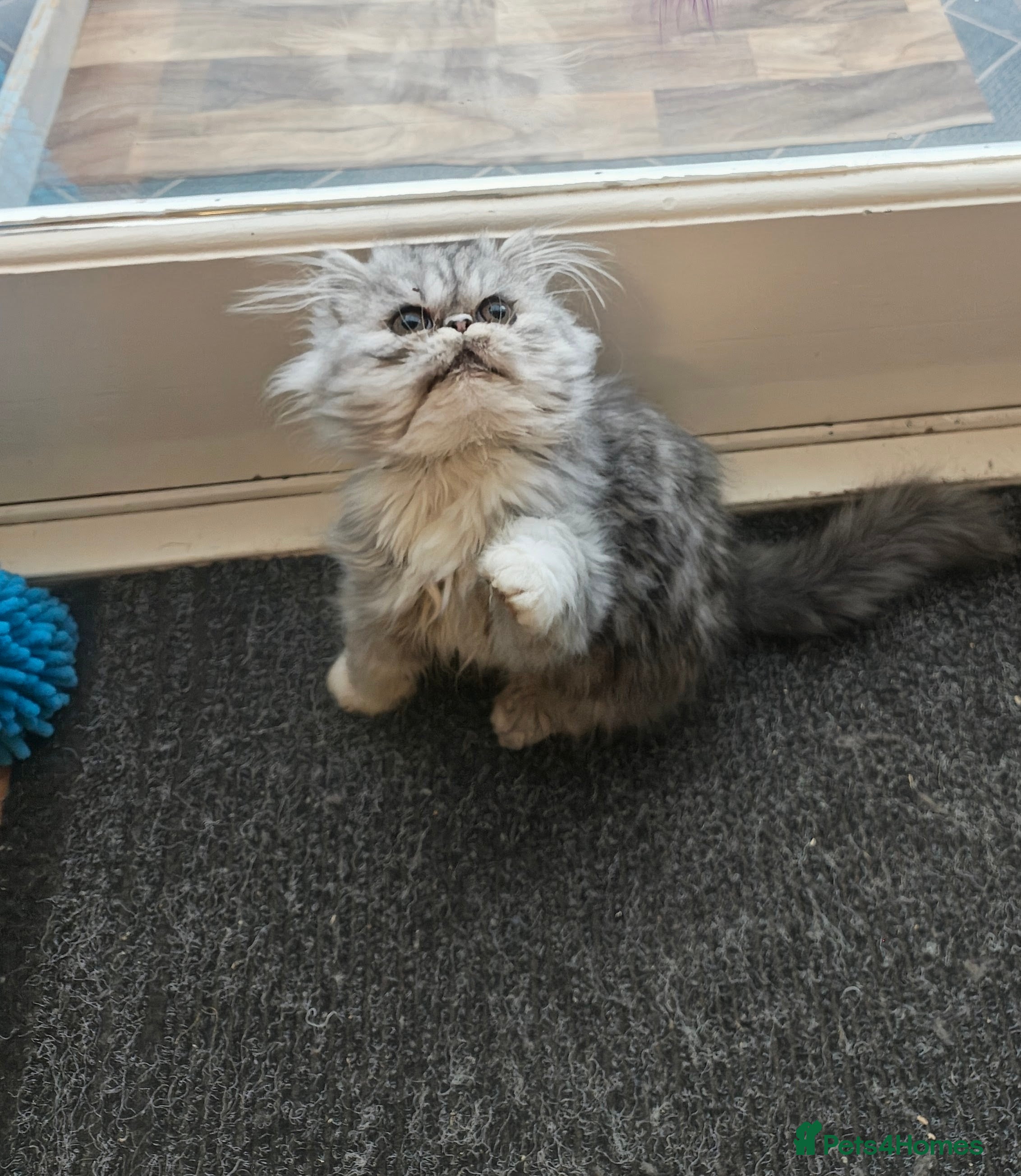 Persian cats for sale: Pure Persian prince and princess  - Advert 2