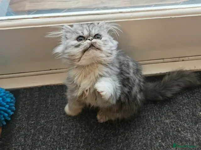 Persian cats for sale: Pure Persian prince and princess - Advert 2