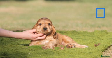 Cocker Spaniel dogs - Advert 2
