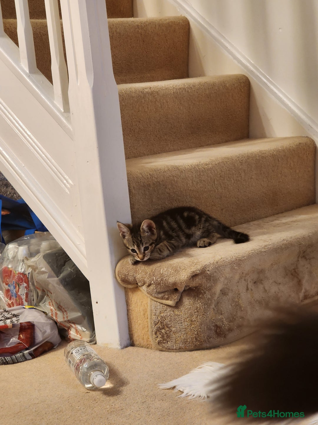 European cats for sale: 7 Lovely tabby kittens for sale - Image 4