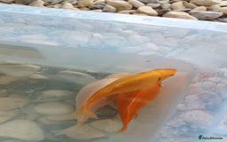 Goldfish fish for sale: FREE Pond Goldfish (20) - Image 3
