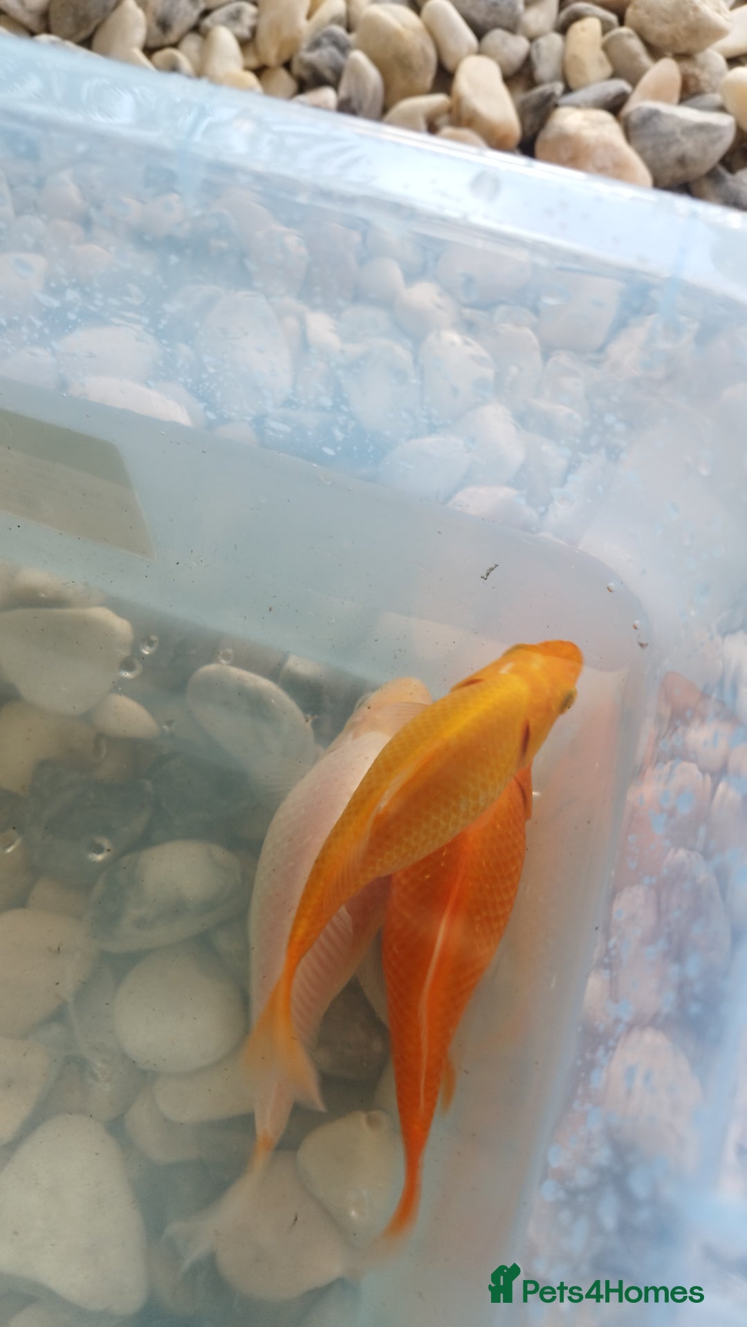 Goldfish fish for sale: FREE Pond Goldfish (20) - Image 3