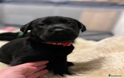 Labrador Retriever dogs for sale: Beautiful Labrador puppies 4 coats colour  - Image 3