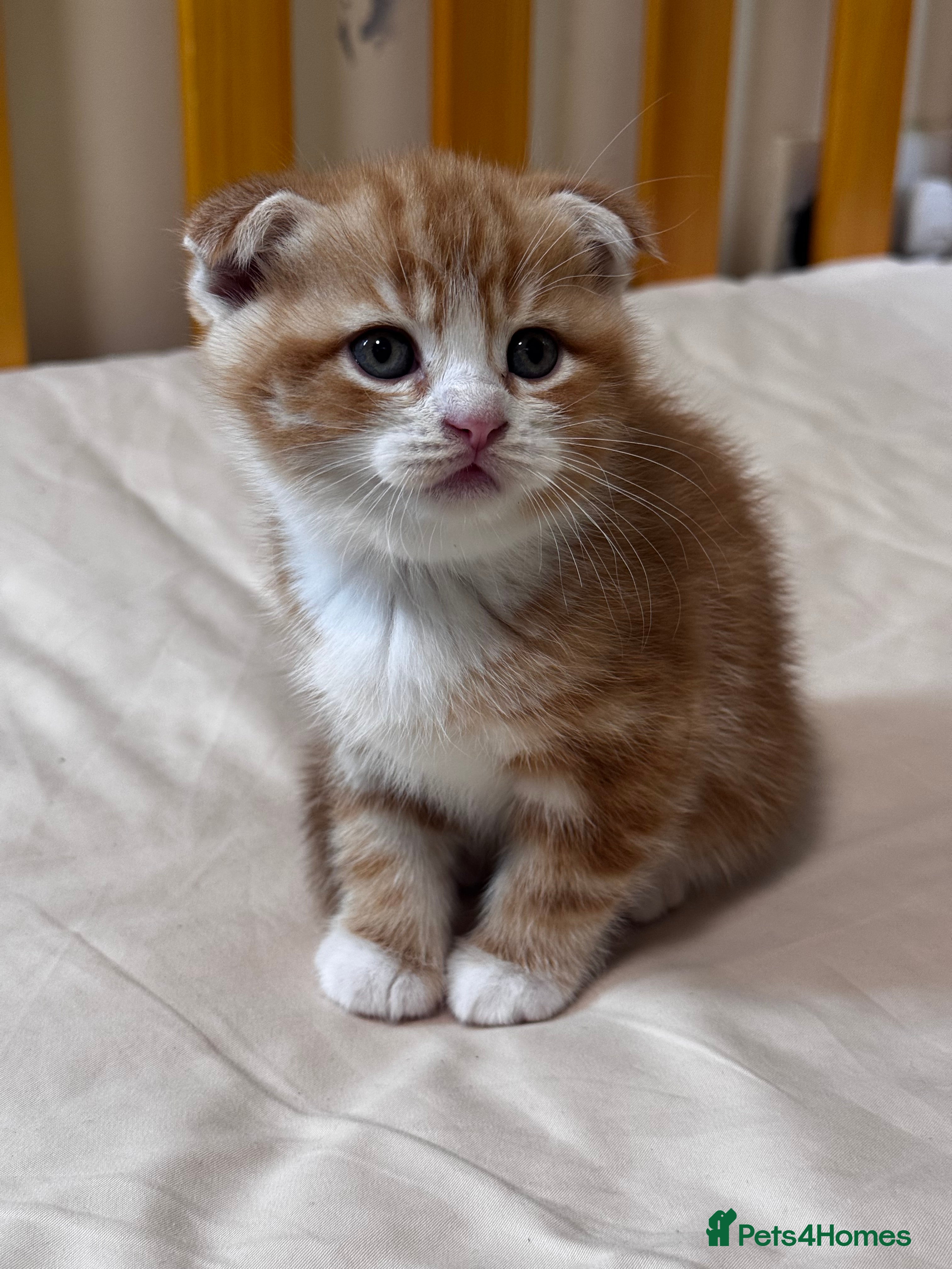 Scottish Fold cats Scottish Fold & Straight kittens  - Advert 15