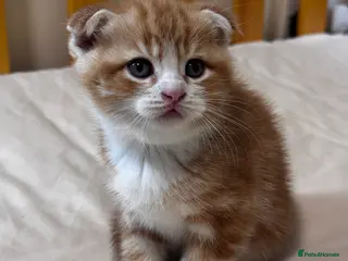 Scottish Fold cats Scottish Fold & Straight kittens - Advert 15