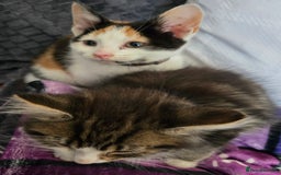 Mixed Breed cats for sale: 3 beautiful kittens - Image 11