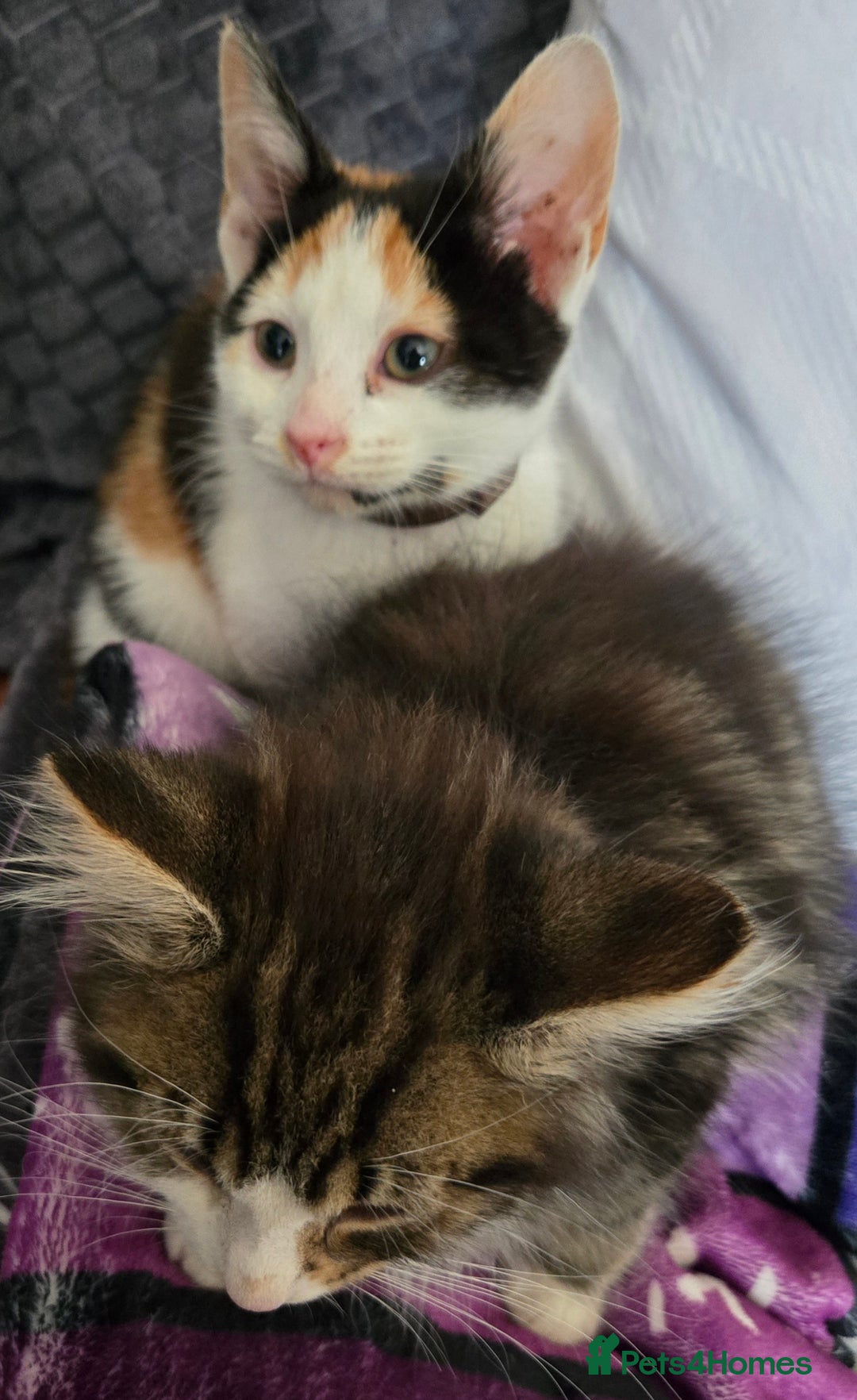 Mixed Breed cats for sale: 3 beautiful kittens - Image 11