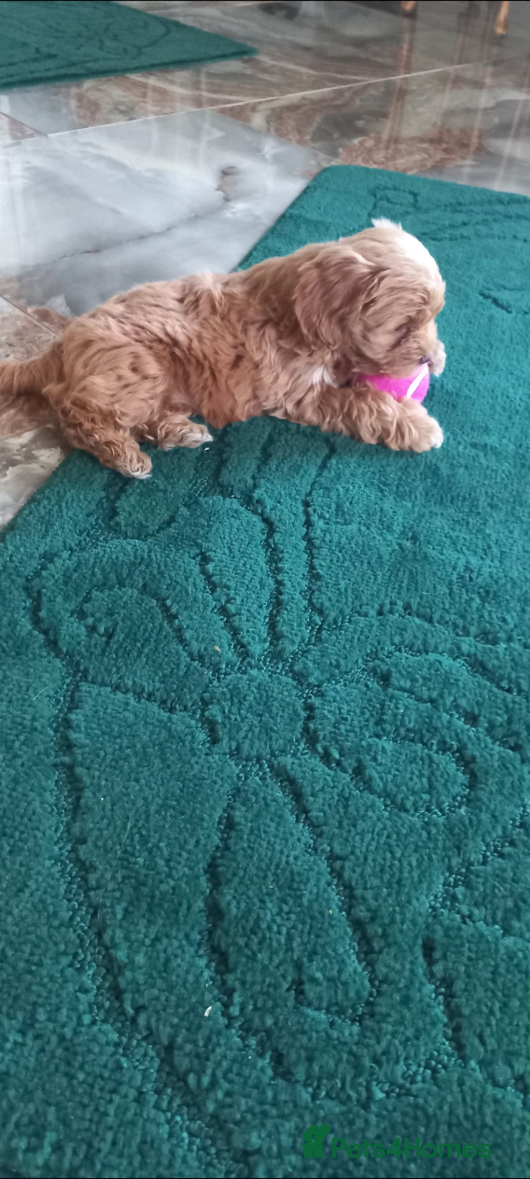 Maltipoo dogs for sale: Maltipoo puppies  - Advert 12