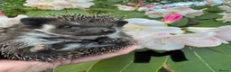 Pygmy Hedgehog rodents for sale: 9 week hoglets/ full masked/ reverse pinto READY   - Advert 2