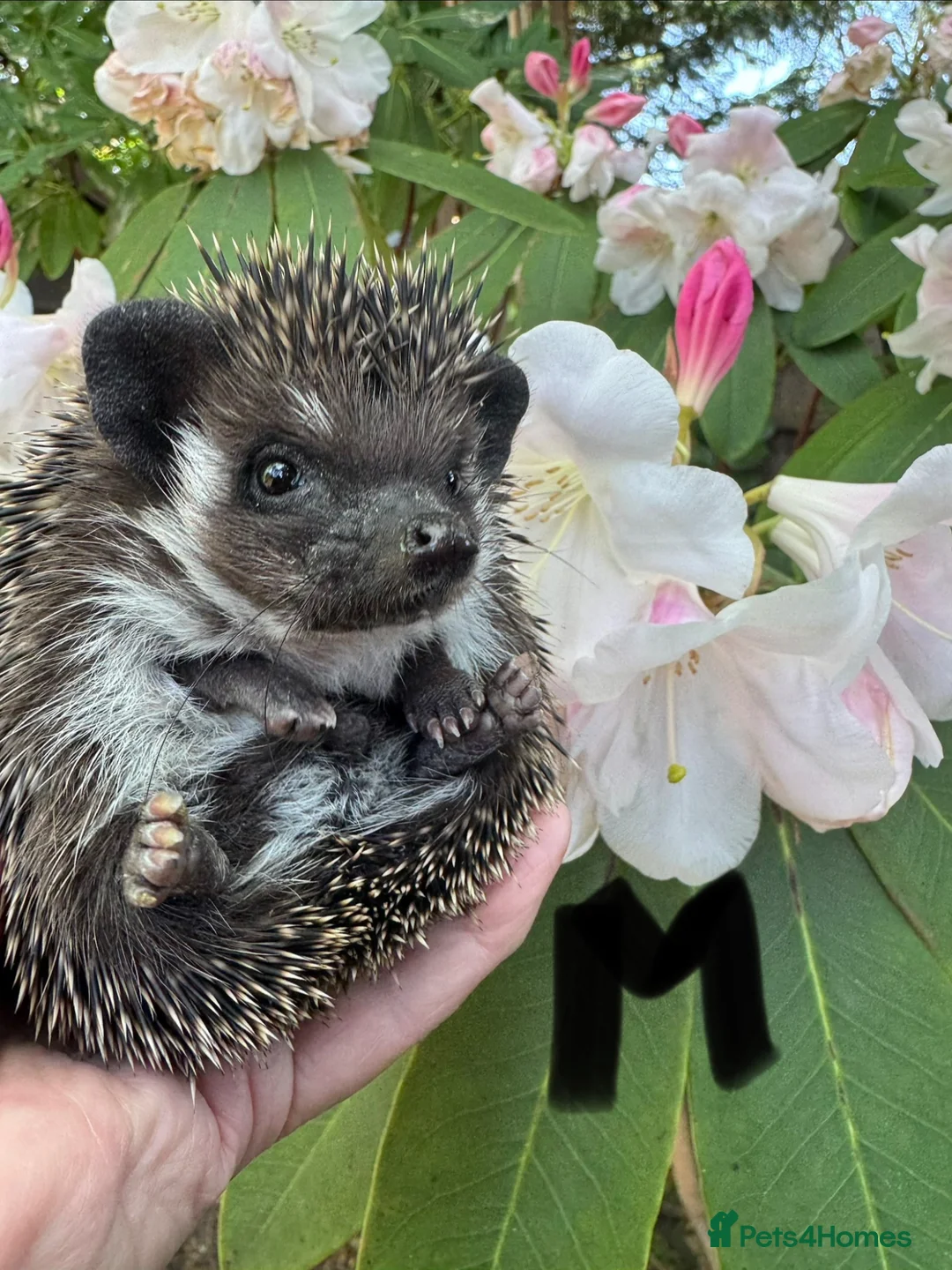 Pygmy Hedgehog rodents for sale: 9 week hoglets/ full masked/ reverse pinto READY   - Advert 2