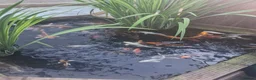 Koi Carp fish for sale: Koi carp various sizes - Advert 3