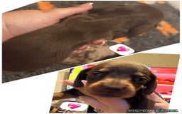 Dachshund dogs for sale: Miniature dachshund puppy’s for sale  - Image 7