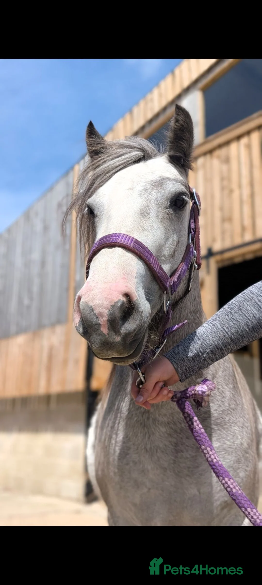 Welsh Section A horses for sale: Sky – 12.2hh, 4-Year-Old Grey Roan Mare in Bradford - Advert 2