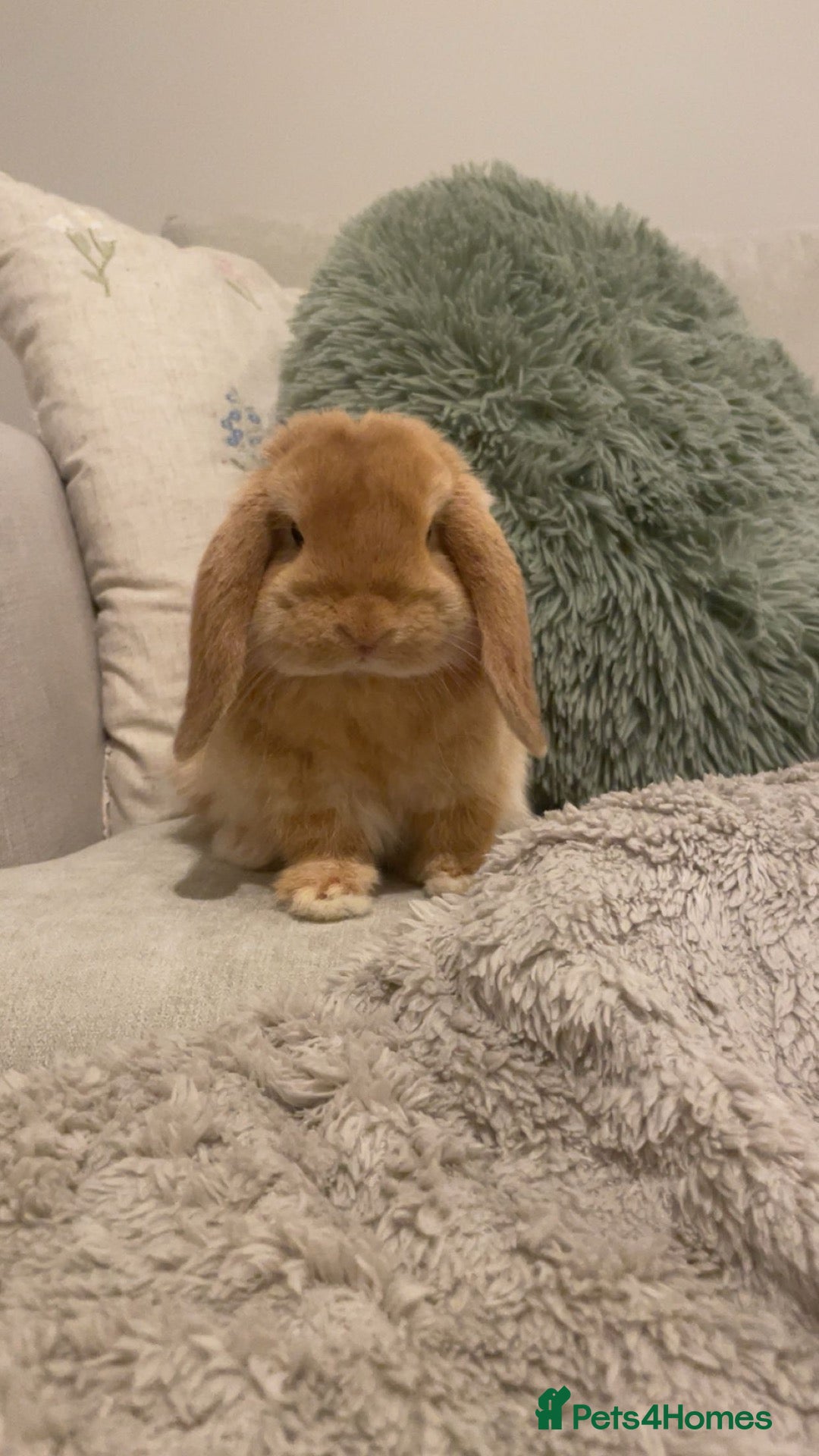 Mini Lop rabbits Orange male Mini Lop - Advert 1