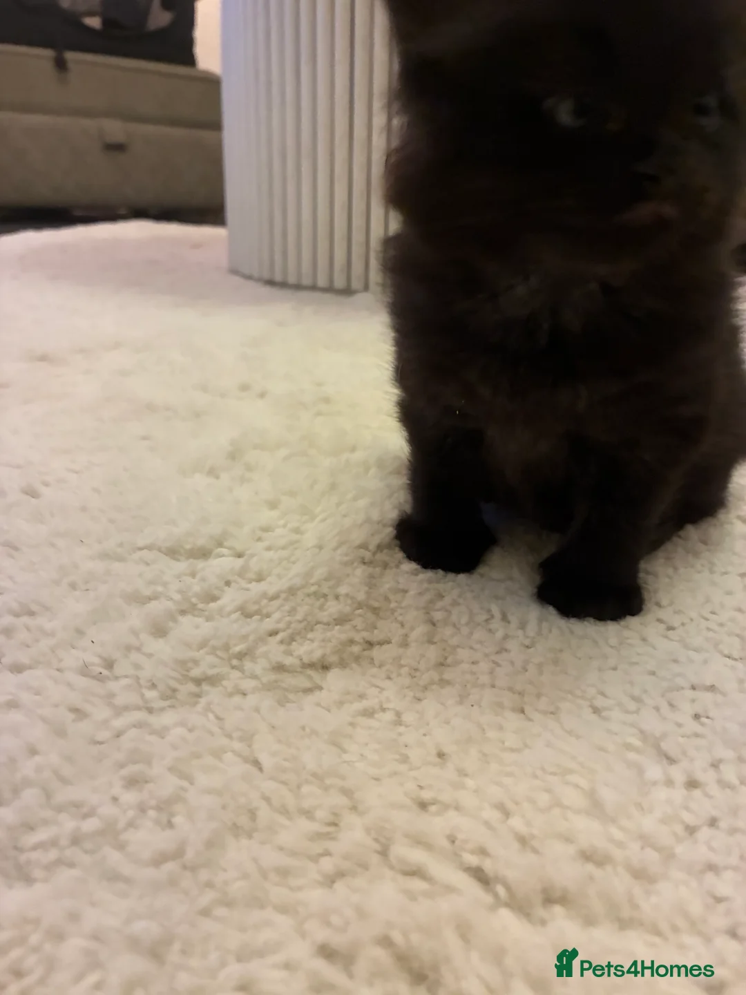 Turkish Angora cats for sale: Turkish angora male  - Advert 4