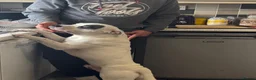 Staffordshire Bull Terrier dogs for stud: Stud Staffy Dog - Advert 4