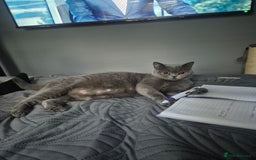 British Shorthair cats for sale: Adorable,chunky,champion lined british shorthairs! - Image 10