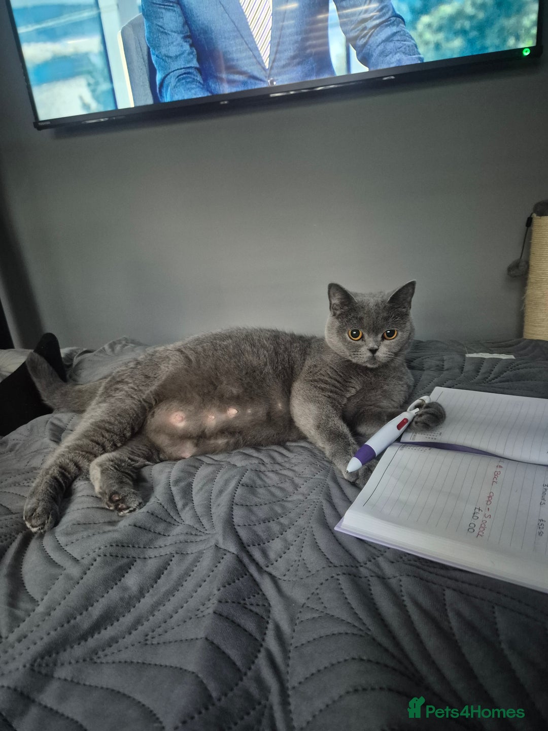 British Shorthair cats for sale: Adorable,chunky,champion lined british shorthairs! - Image 10