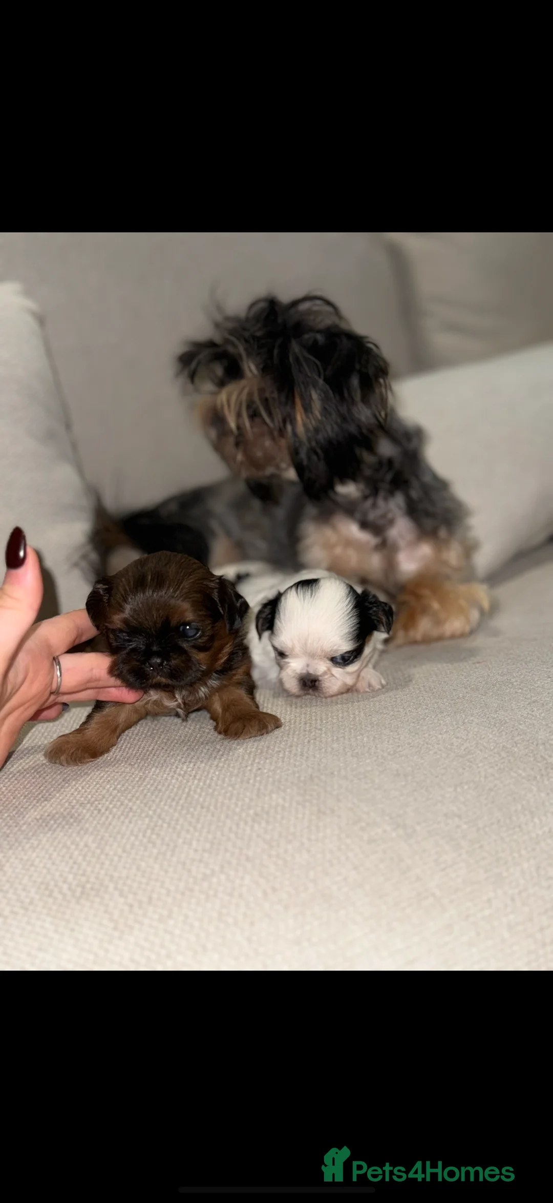 Shih Tzu dogs for sale: Tiny Imperials Karishishi Lines Ready To Rehome  - Advert 5