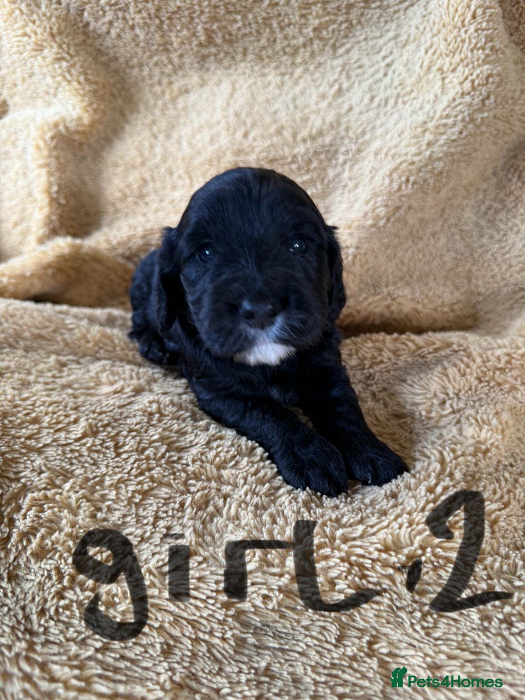 Cockapoo dogs for sale: Cockapoos puppies 2 girls 2 boys - Image 8