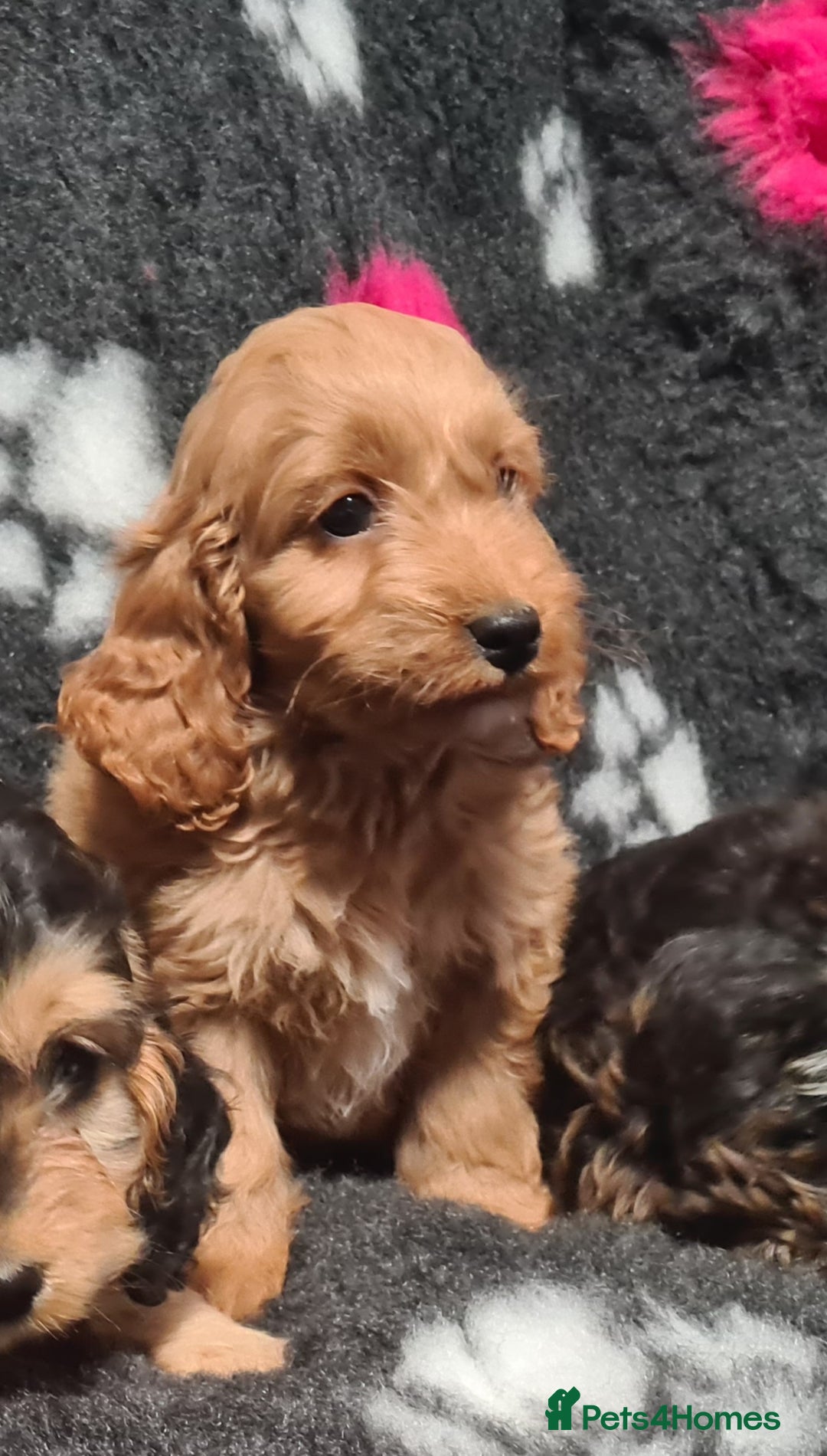 Cockapoo dogs for sale: Amazing F1 Mini Cockapoos  - Advert 10