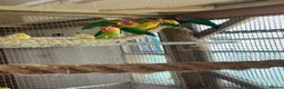 Lovebirds birds for sale: Beautiful Lovebirds For Sale - Advert 3