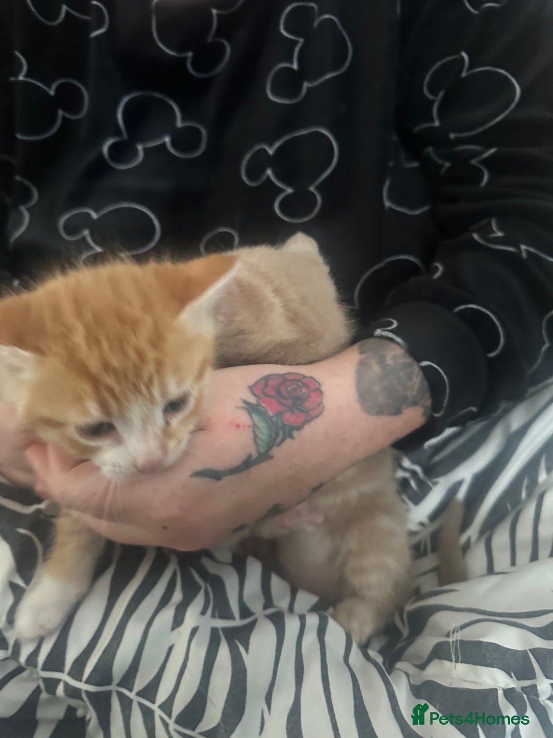 Mixed Breed cats for sale: 2 kittens for sale  - Image 5