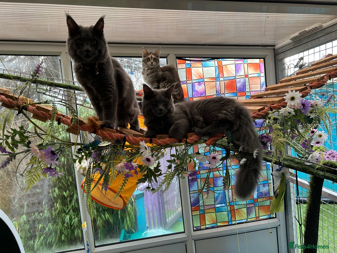 Maine Coon cats for sale: Gccf MaineCoon Kitten Exceptional Russian Lines 🌟 - Advert 4