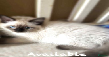Ragdoll cats - Advert 2