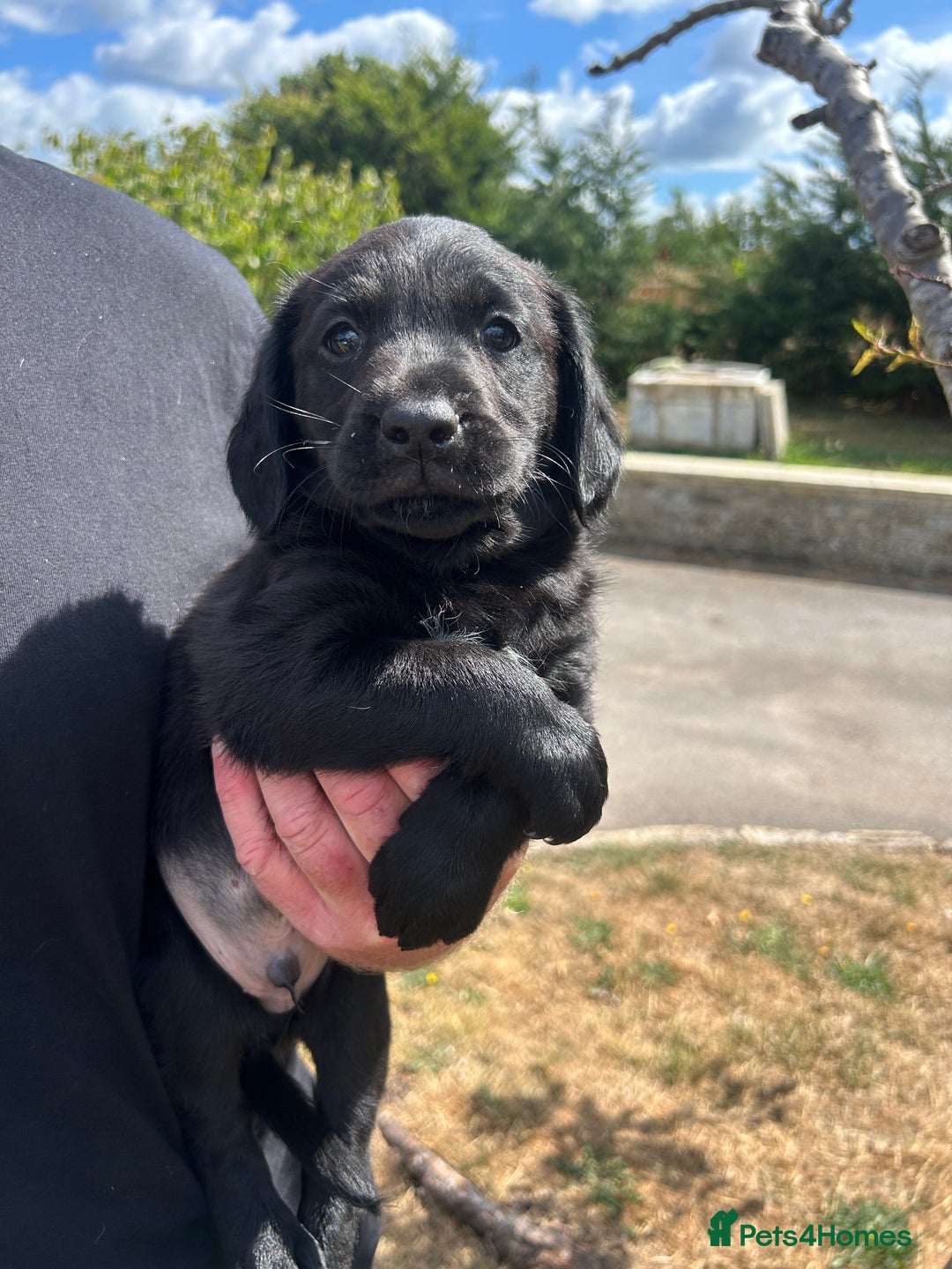 Springador dogs for sale: Springdor puppies  - Image 7