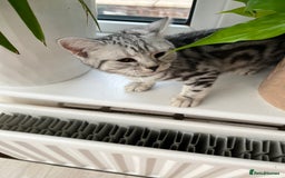 British Shorthair cats for sale: British Shorthair Classic Silver Tabby - Image 4