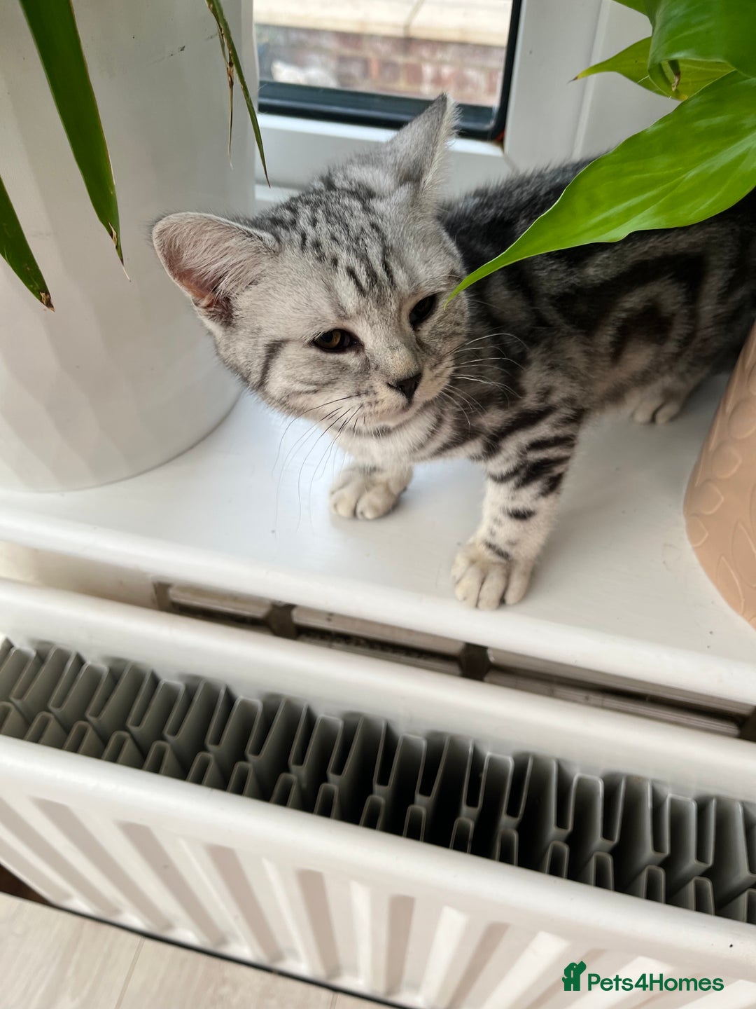 British Shorthair cats for sale: British Shorthair Classic Silver Tabby - Image 4