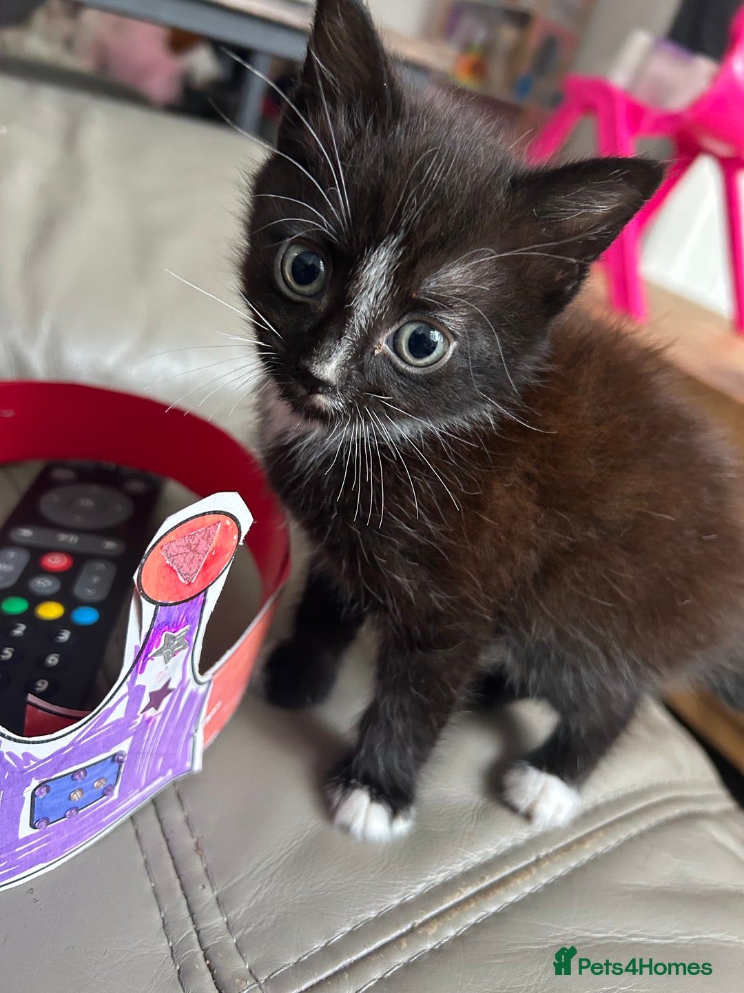 Mixed Breed cats for sale: Mixed kittens  - Image 4