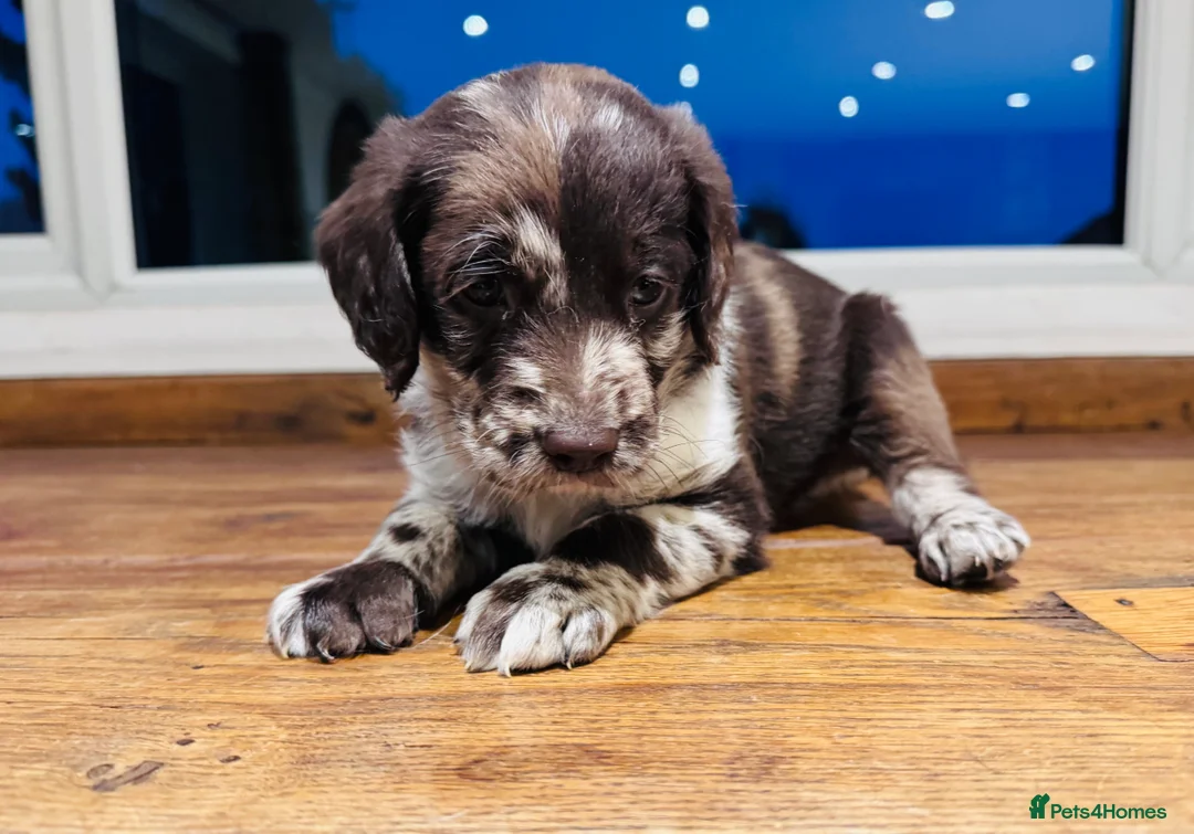 Labradoodle dogs for sale: Chocolate & chocolate Merle Miniature Labradoodles - Advert 5