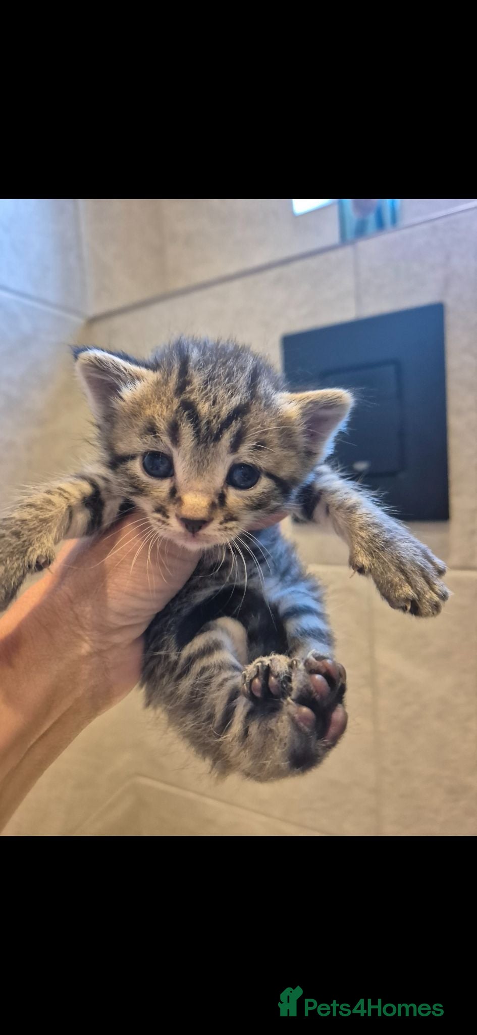 Mixed Breed cats Bengal Cross Kittens - Advert 9