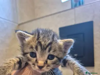 Mixed Breed cats Bengal Cross Kittens - Advert 2