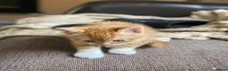 Mixed Breed cats for sale: 🐾 Adorable ginger kittens for sale, Chester 🐾  - Advert 10