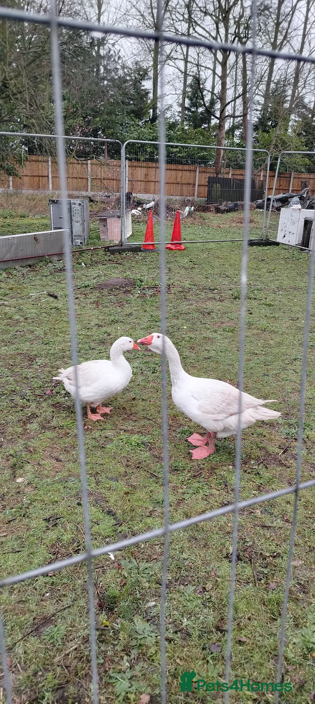 Geese poultry for sale: Believed Fertile hatching eggs in Great Yarmouth - Advert 2