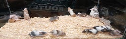 Mouse rodents for sale: Baby Fancy Pet Mice - Advert 11