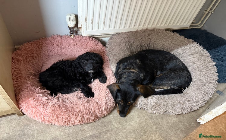 Cockapoo dogs - Advert 1