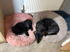 Cockapoo dogs F1 Cockapoo Puppies - Advert 4