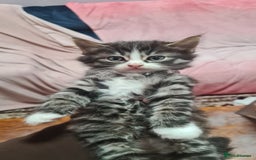 Mixed Breed cats for sale: 5 beautiful tabby cats longline/shorthair  - Image 9