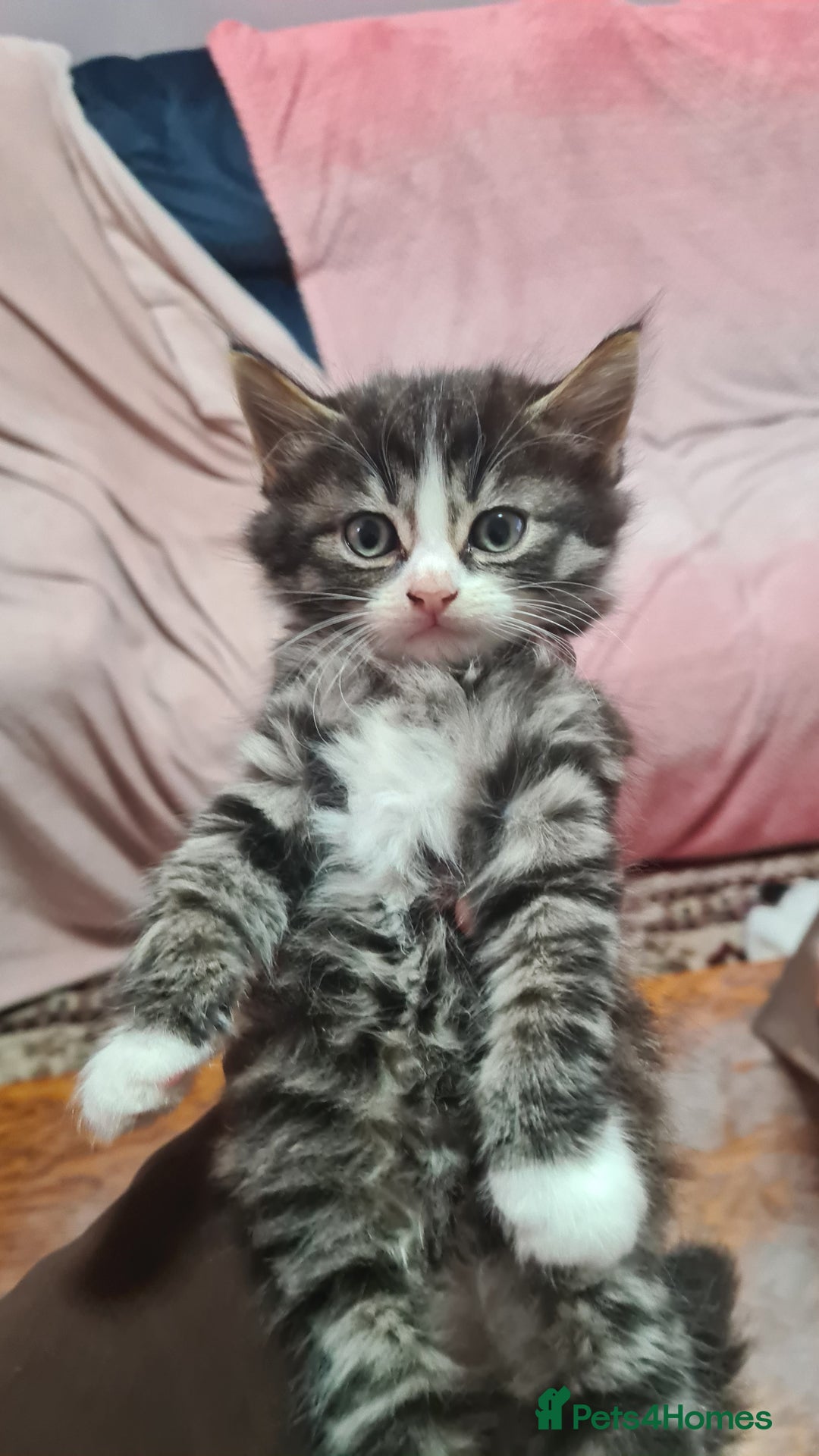Mixed Breed cats for sale: 5 beautiful tabby cats longline/shorthair  - Image 9